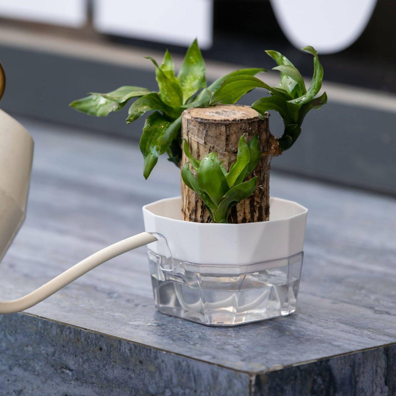 Vaso Hidropônico de Duas Camad - Vase Decor avaliação e preço